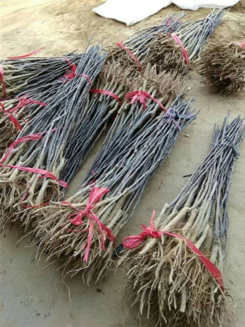 红梨树苗全红梨苗红梨树苗基地直发保证品种纯度可考察