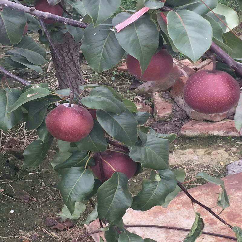红梨树苗全红梨苗红梨树苗基地直发保证品种纯度可考察