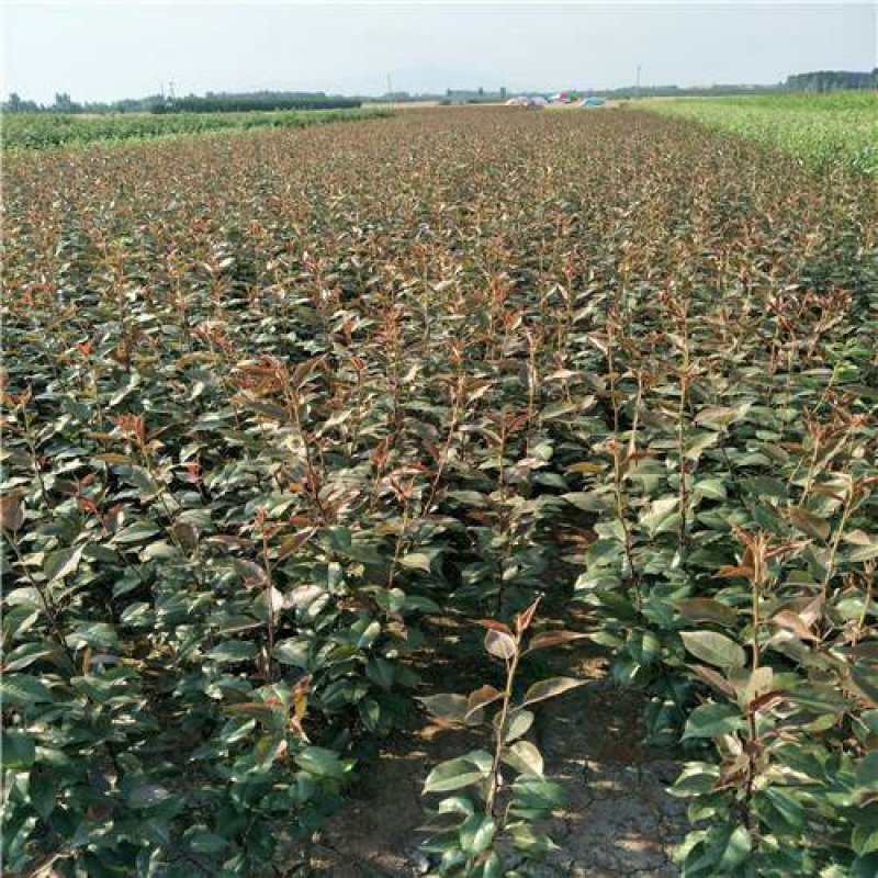 红梨树苗全红梨苗红梨树苗基地直发保证品种纯度可考察