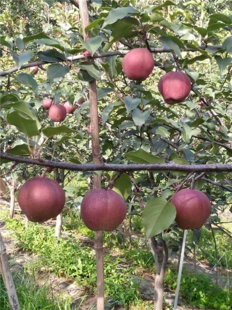 红梨树苗全红梨苗红梨树苗基地直发保证品种纯度可考察