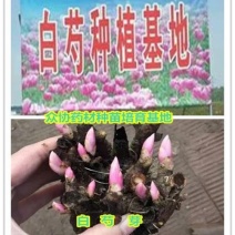 白芍芽蒲棒白芍芽头，线白芍芽子，白芍苗