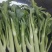 菜心