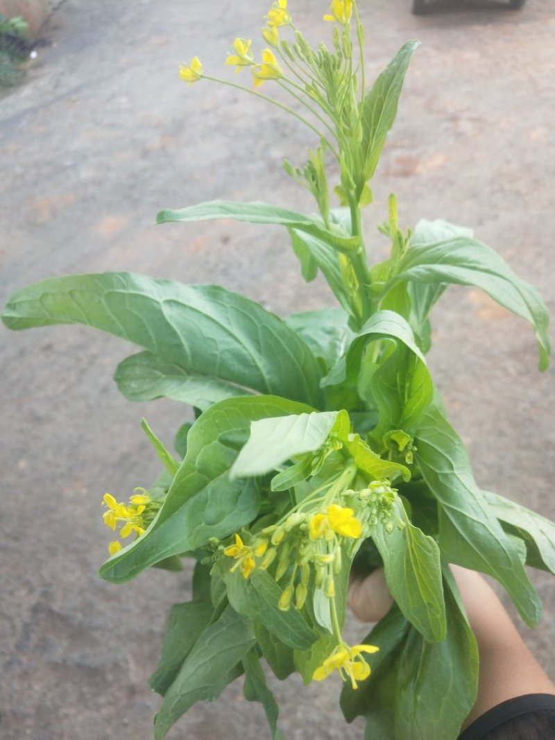 菜心