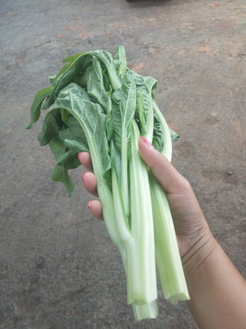 菜心
