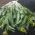 菜心