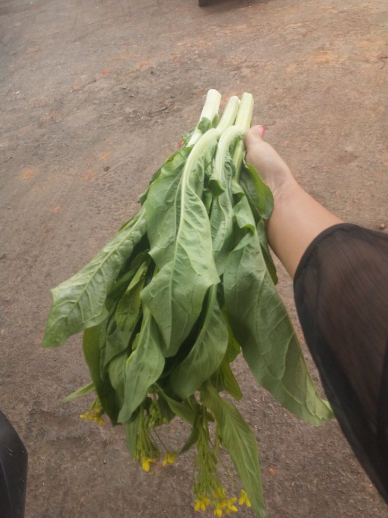菜心
