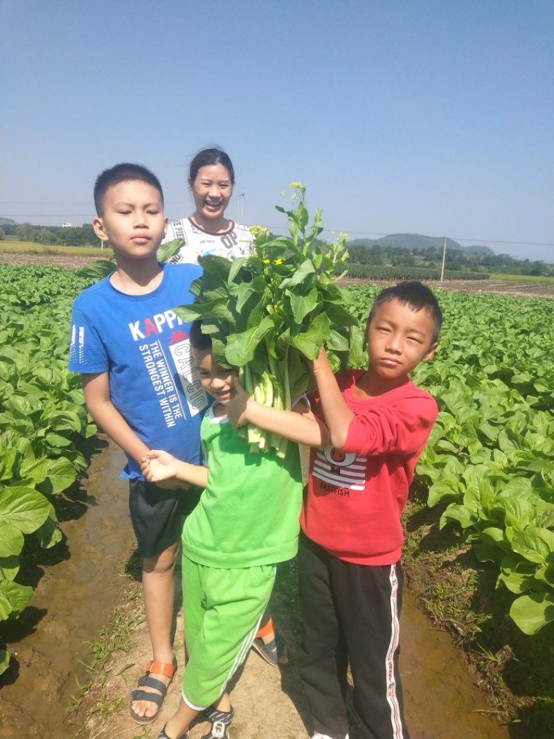 菜心