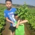 菜心