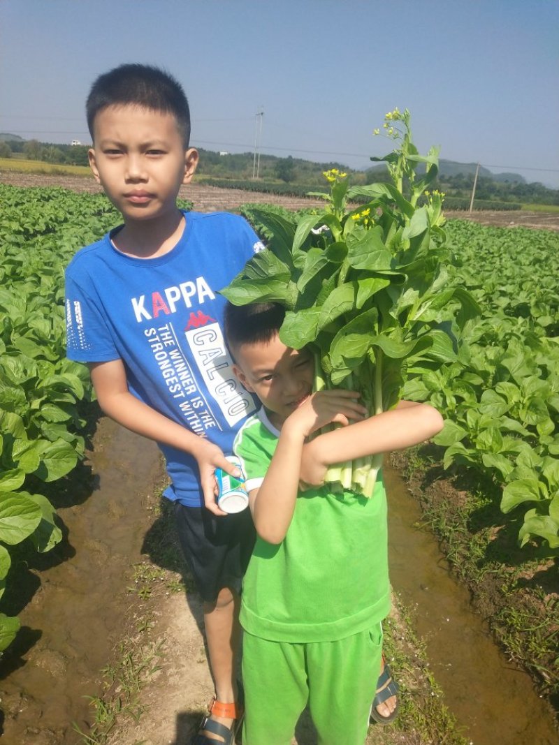 菜心