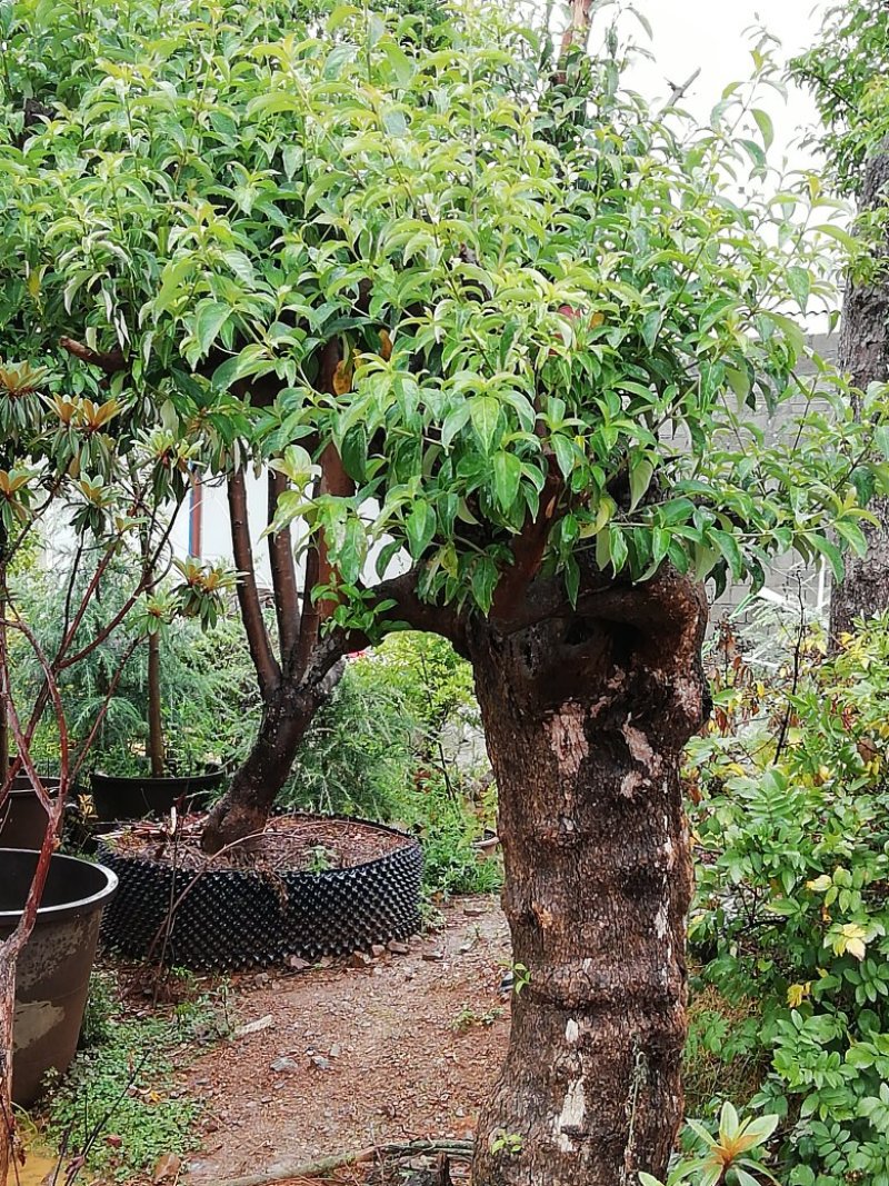 四照花
