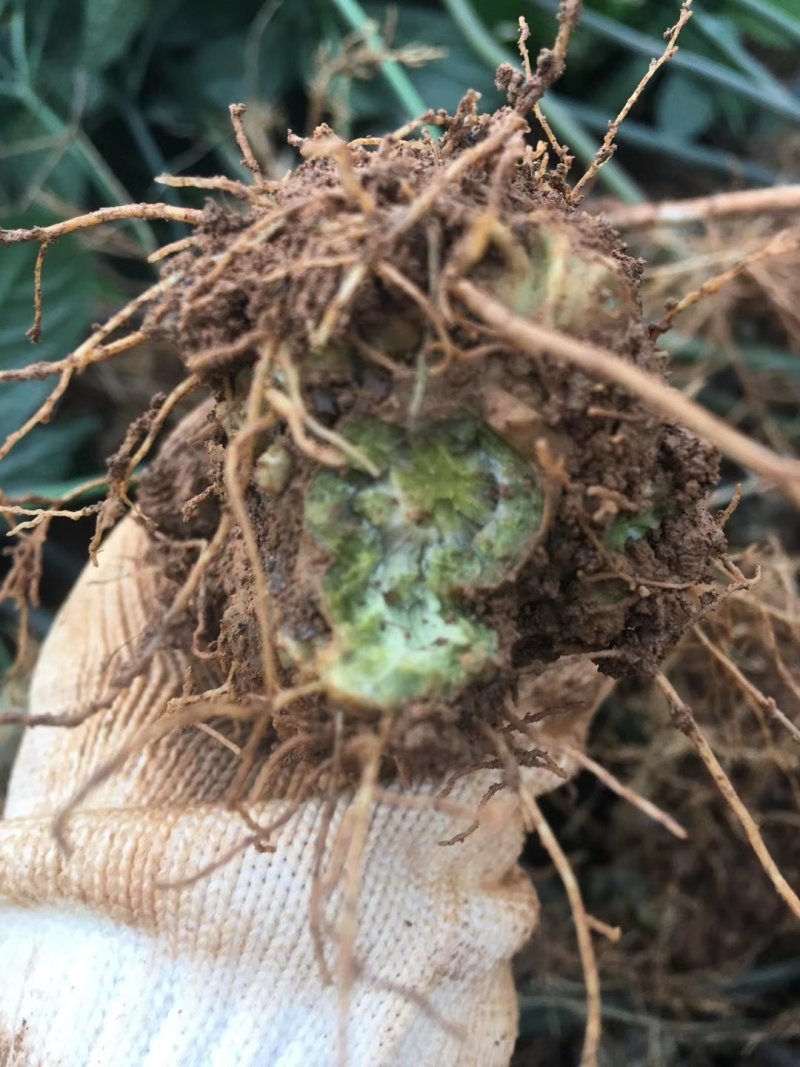 新鲜三七