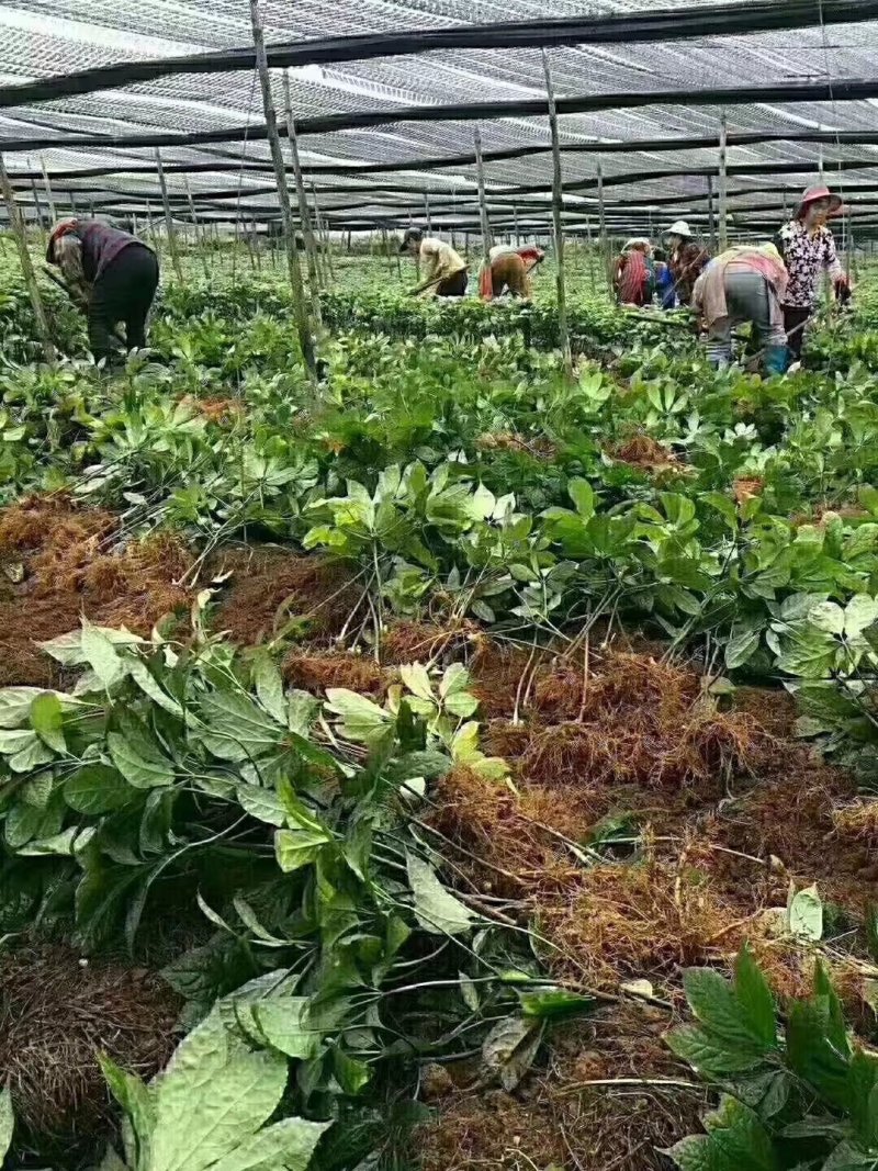 新鲜三七