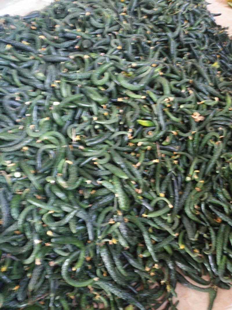 大量供应黄瓜扭，中瓜，乳瓜，大瓜