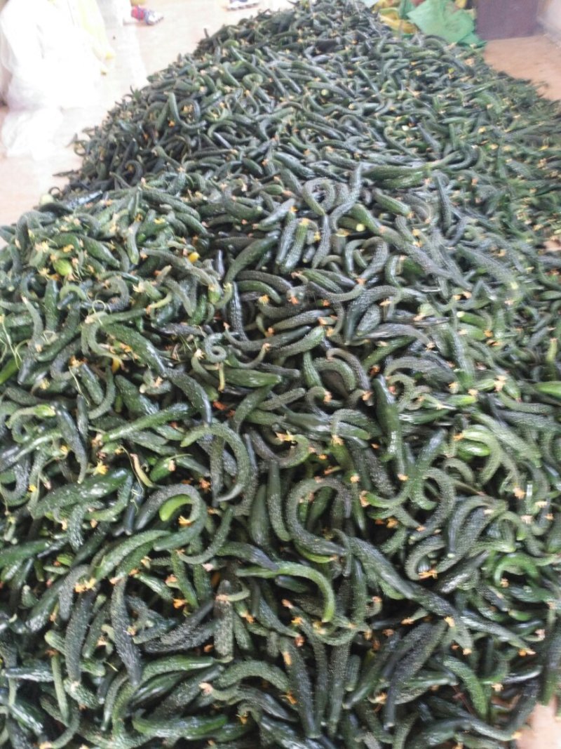 大量供应黄瓜扭，中瓜，乳瓜，大瓜