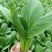 【精选】安徽小油菜食品厂上海青食堂菜电商平台商超代发代收