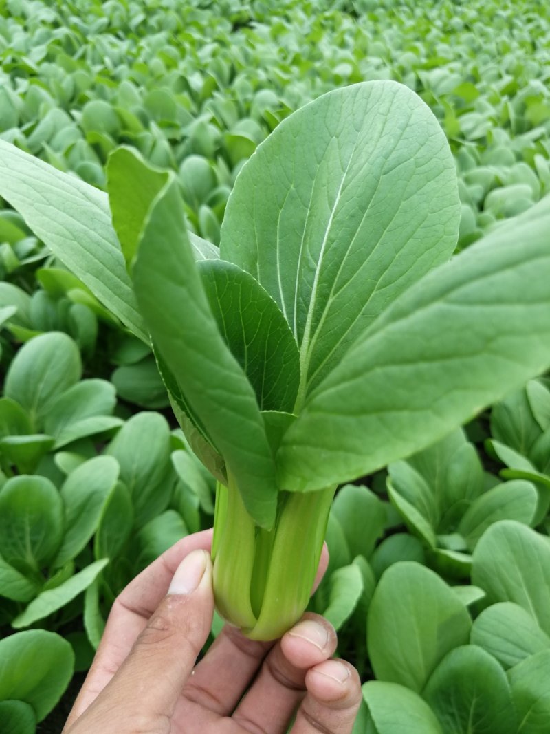 【精选】安徽小油菜食品厂上海青食堂菜电商平台商超代发代收