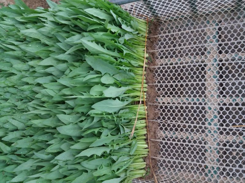 甜麦菜苗。甜麦菜种子