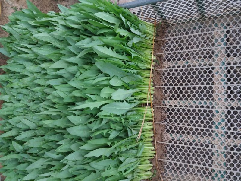 甜麦菜苗。甜麦菜种子
