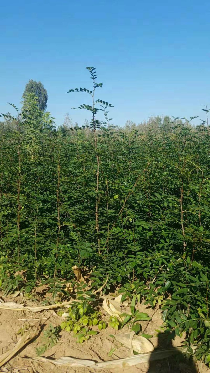 花椒苗