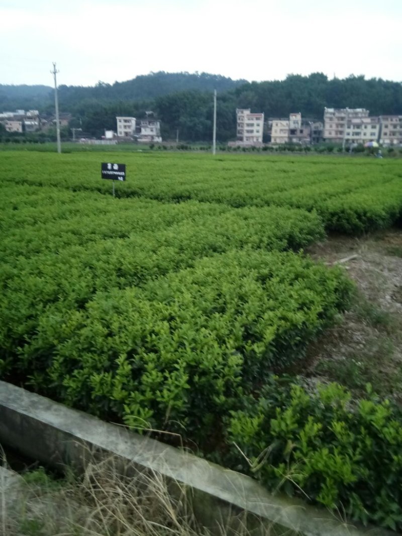 广东沙糖桔苗柑橘苗优质糖桔苗基地直发，质量靠谱欢迎咨询