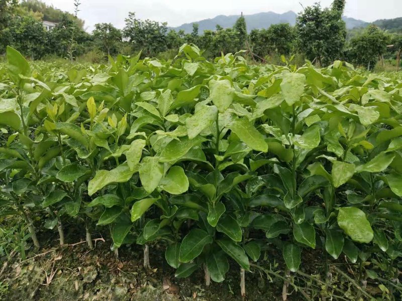 广东沙糖桔苗柑橘苗优质糖桔苗基地直发，质量靠谱欢迎咨询