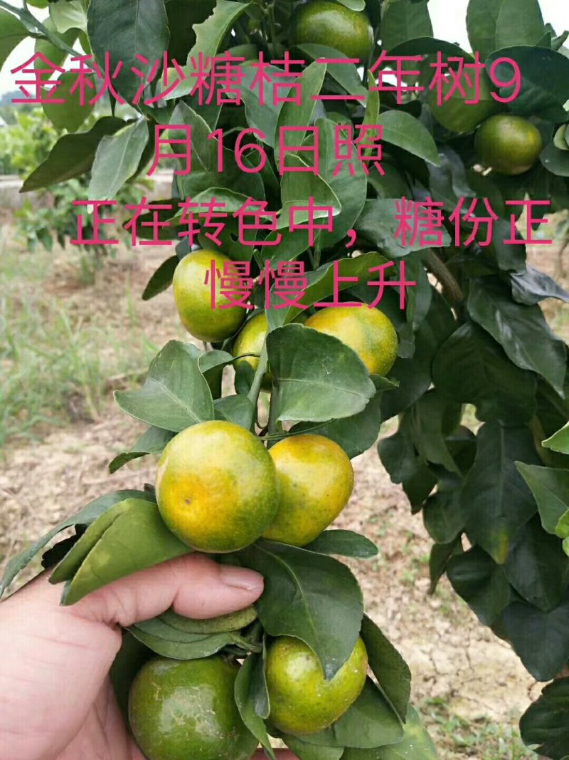 广东沙糖桔苗柑橘苗优质糖桔苗基地直发，质量靠谱欢迎咨询