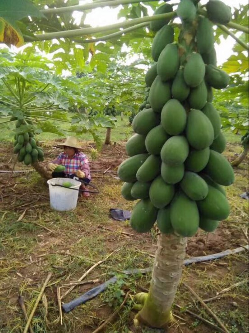 木瓜大青水果木瓜产地种植了100多亩，质优价廉