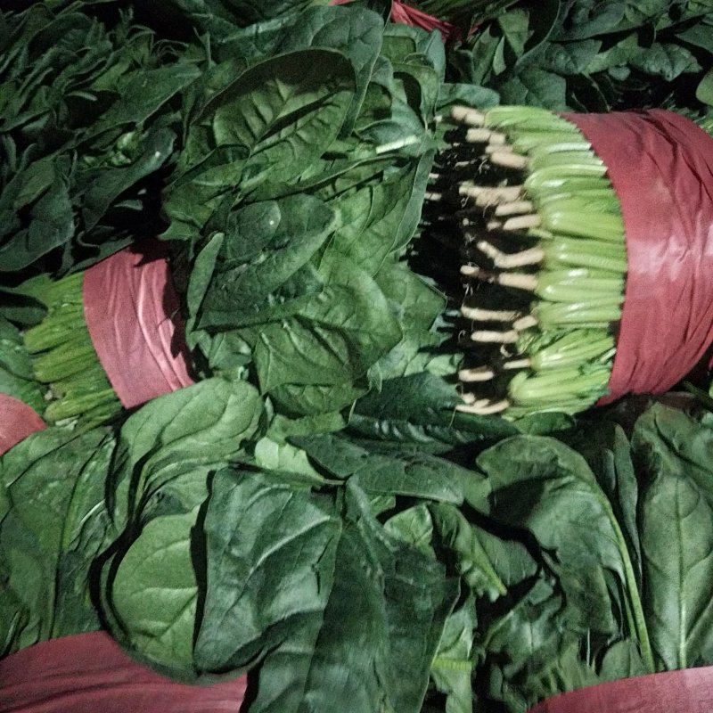 山东大叶菠菜，精品菠菜，大量供应，产品批发