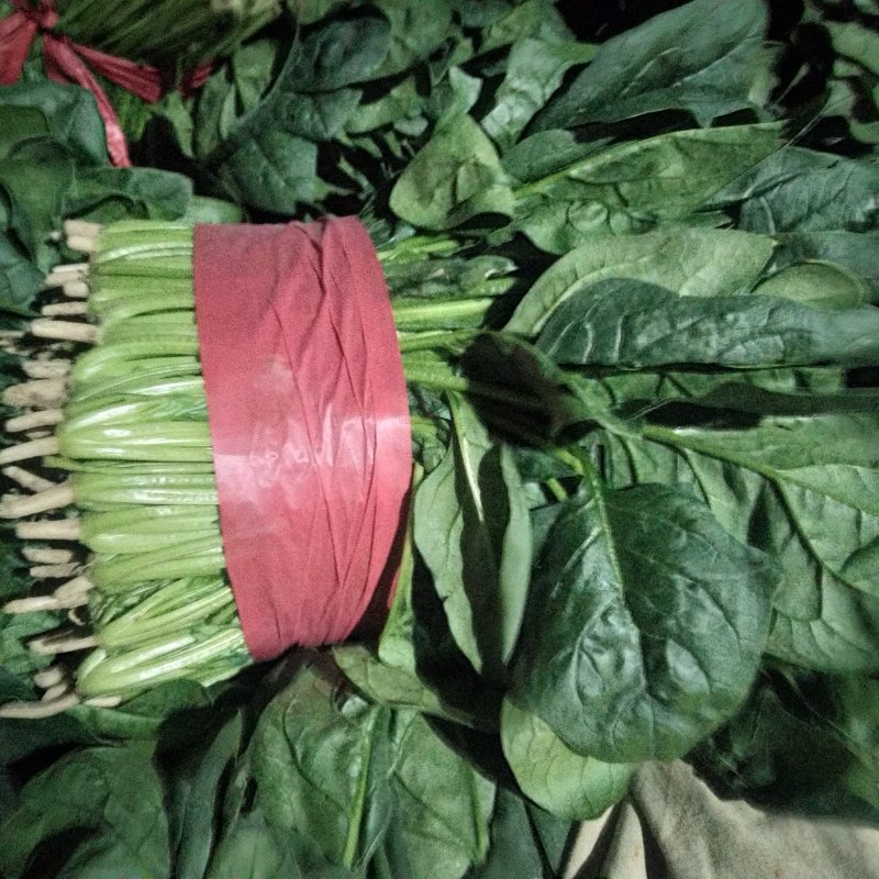 山东大叶菠菜，精品菠菜，大量供应，产品批发