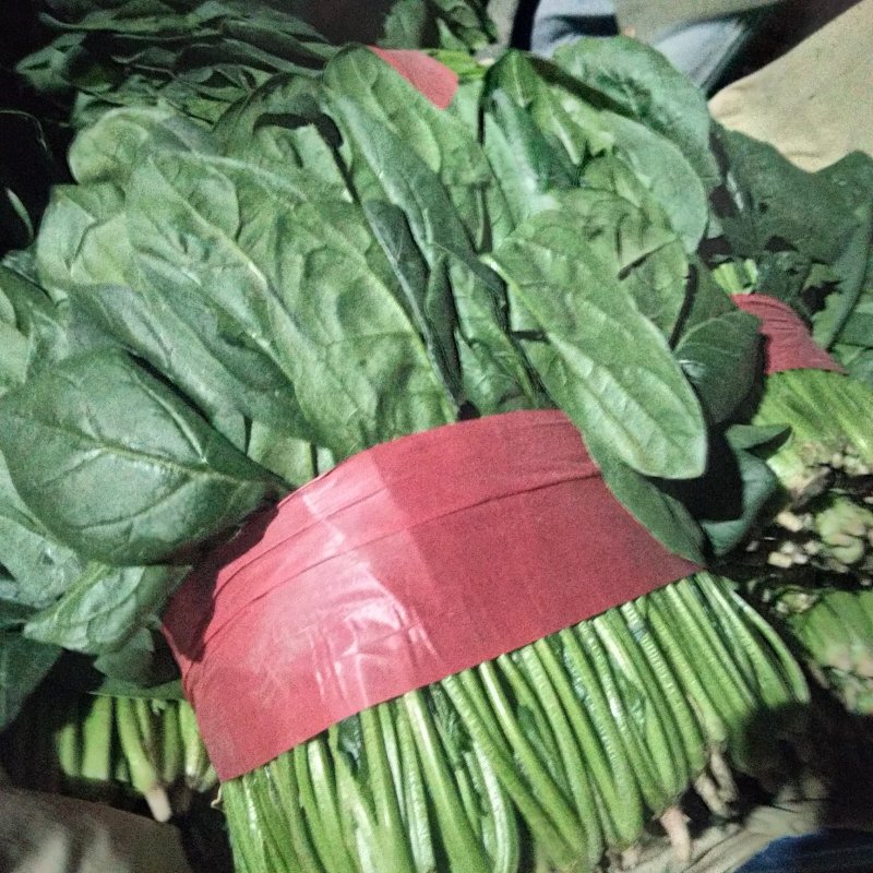 山东大叶菠菜，精品菠菜，大量供应，产品批发