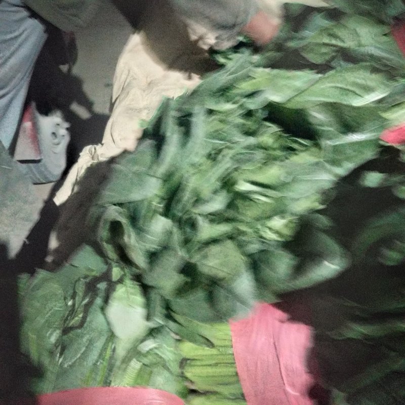 山东大叶菠菜，精品菠菜，大量供应，产品批发