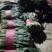 山东大叶菠菜，精品菠菜，大量供应，产品批发