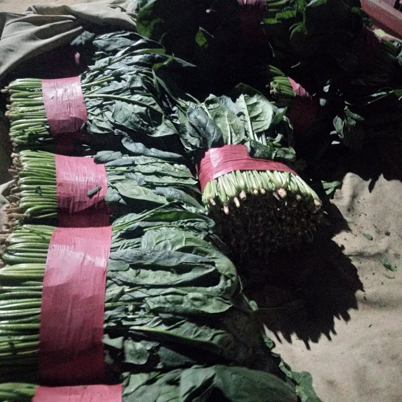 山东大叶菠菜，精品菠菜，大量供应，产品批发