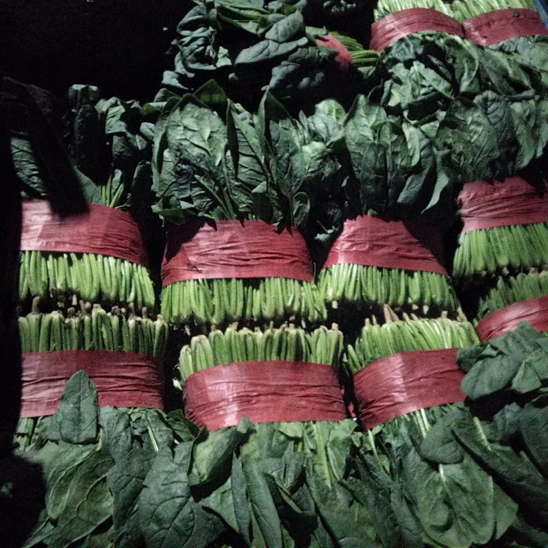 山东大叶菠菜，精品菠菜，大量供应，产品批发