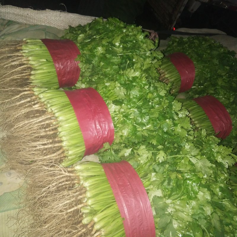 优质香菜山东香菜精品大叶香菜产地直供一手货源