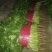 优质香菜山东香菜精品大叶香菜产地直供一手货源