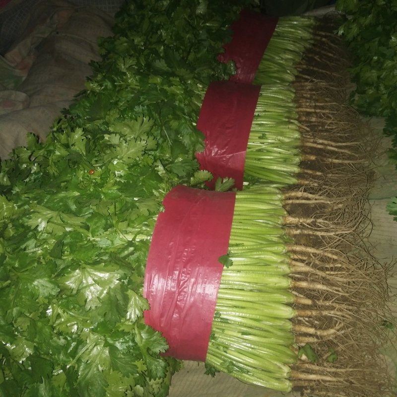 优质香菜山东香菜精品大叶香菜产地直供一手货源