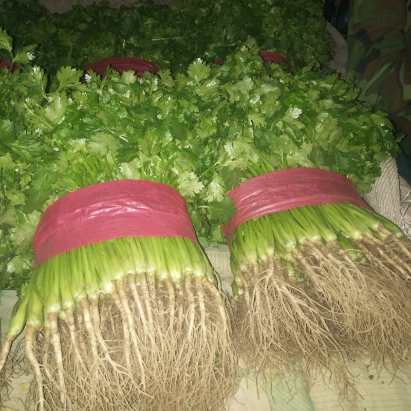 优质香菜山东香菜精品大叶香菜产地直供一手货源