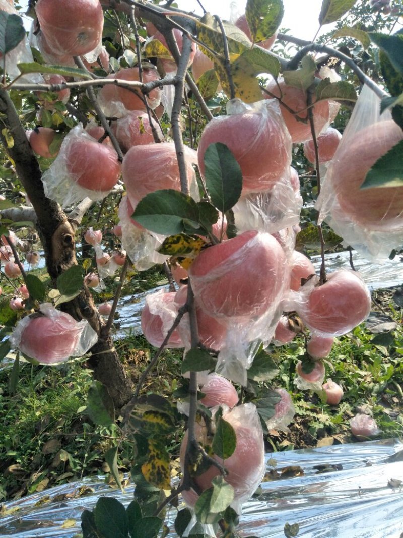 陕西苹果纸加膜红富士苹果大量上市，欢迎前来产地采购！