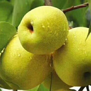 绥中大白梨。。。。。