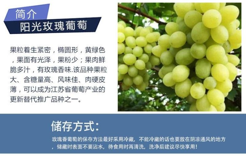 阳光玫瑰葡萄树苗