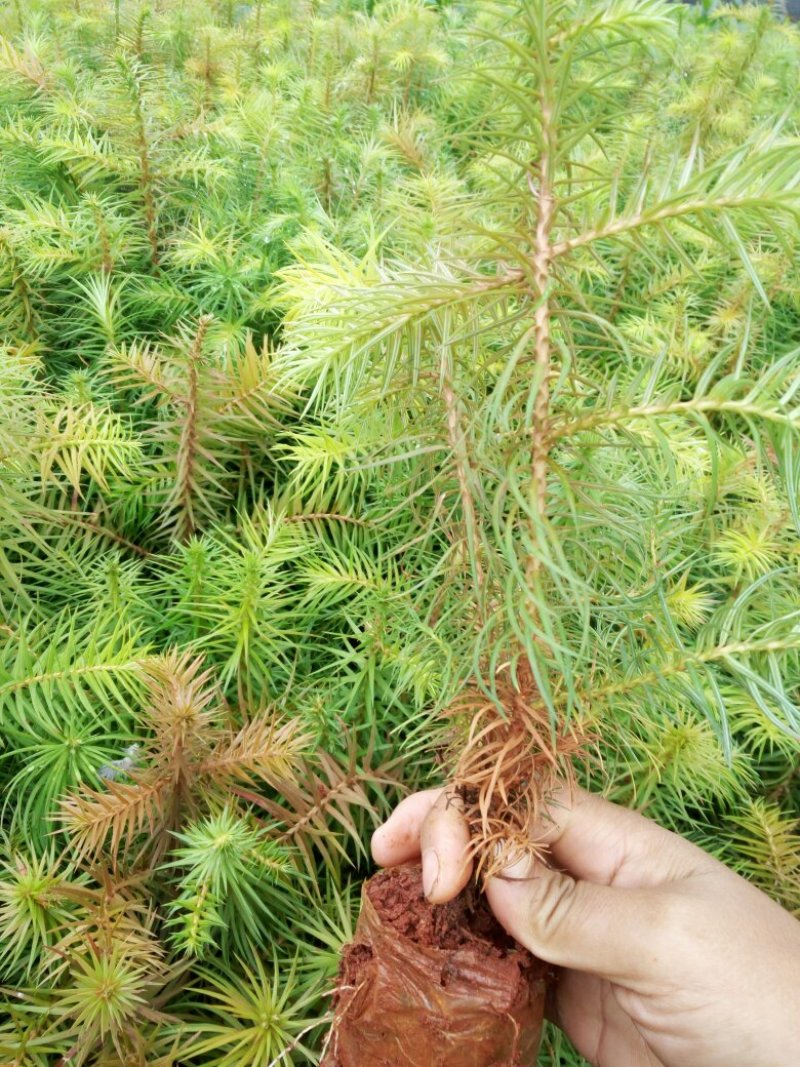 刺杉苗，杉树苗，种苗，苗圃直销，证件齐全