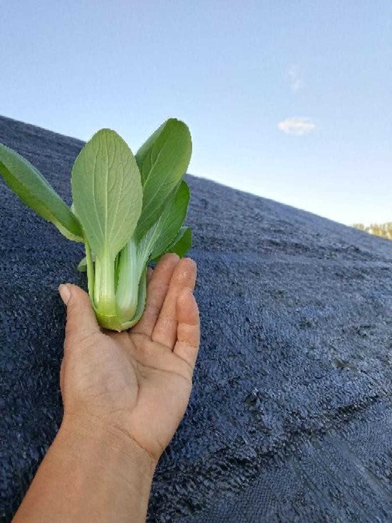 新鲜小油菜(北京本地)专业种植基地，精品优质