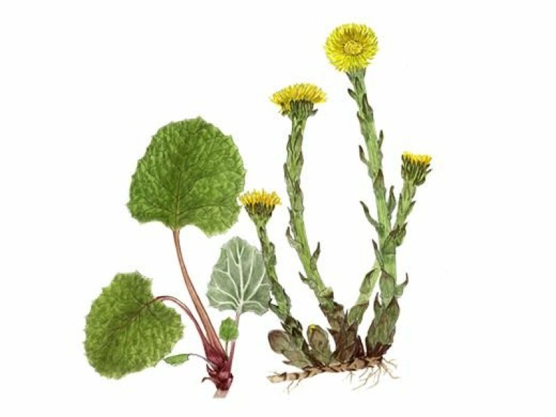款冬花