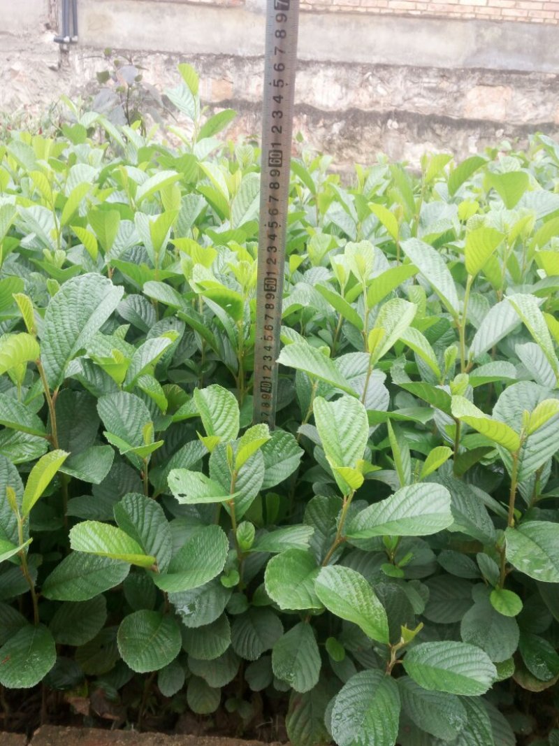 旱冬瓜树苗，桤木苗，水东瓜苗，苗圃直销，证件齐全