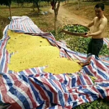 干桂花，新鲜桂花