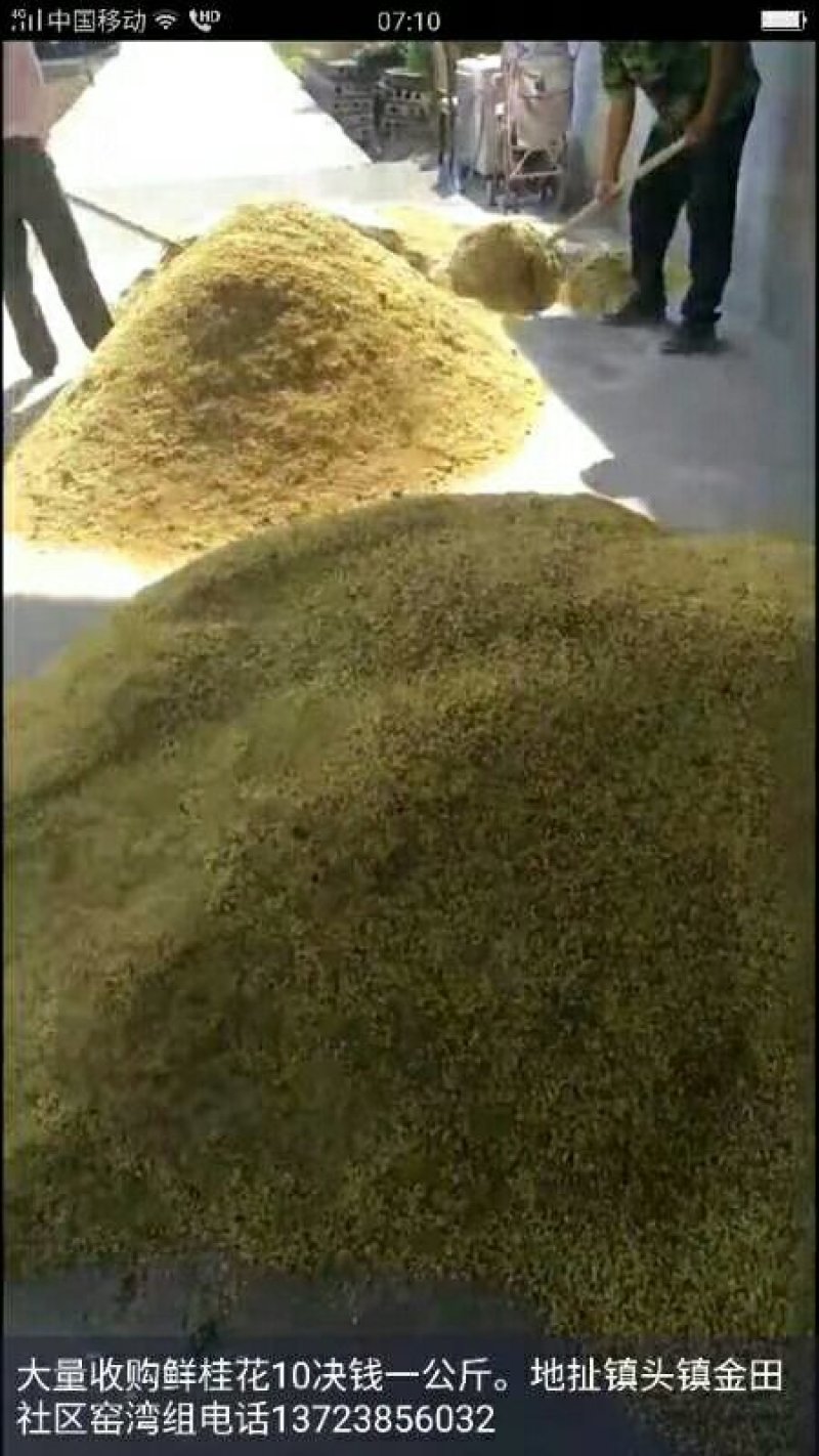 干桂花，新鲜桂花