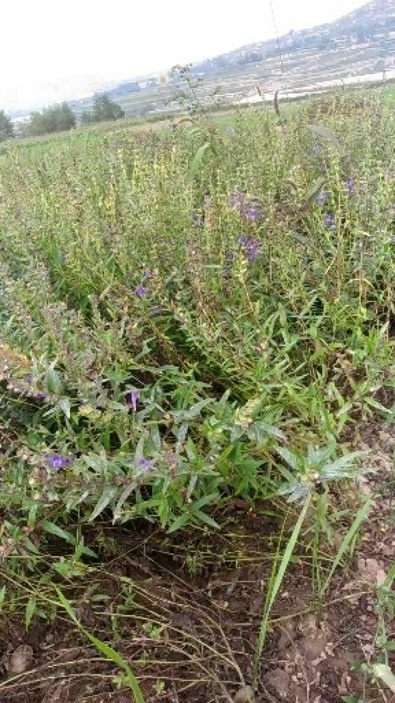 黄芩鲜货陇西黄芩一年生黄芩可预订专车发货