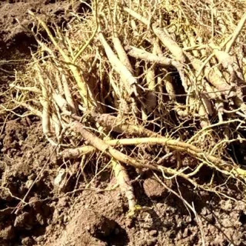 黄芩鲜货陇西黄芩一年生黄芩可预订专车发货