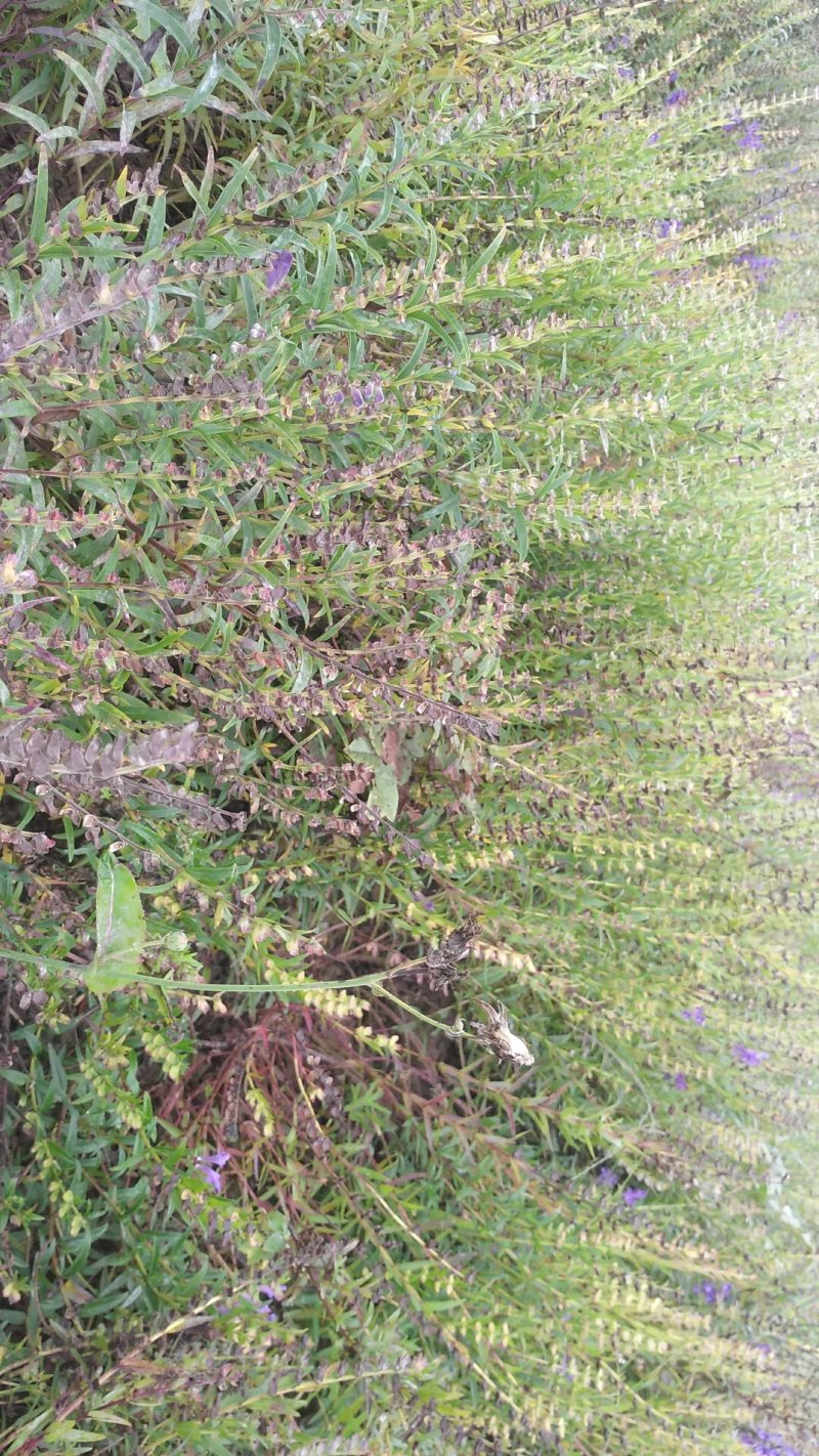 黄芩鲜货陇西黄芩一年生黄芩可预订专车发货